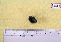 藏品(鹿左下臼齒半枚)的圖片